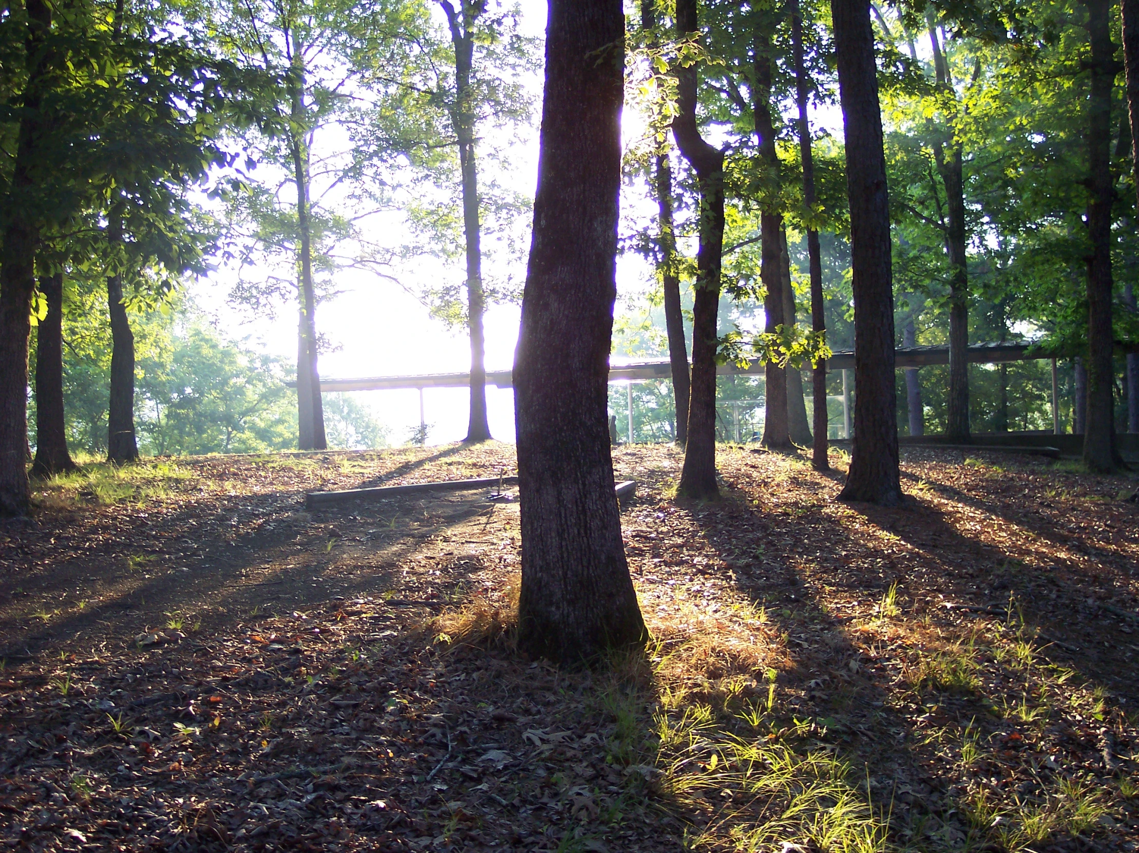 the sun is shining through the trees into the forest