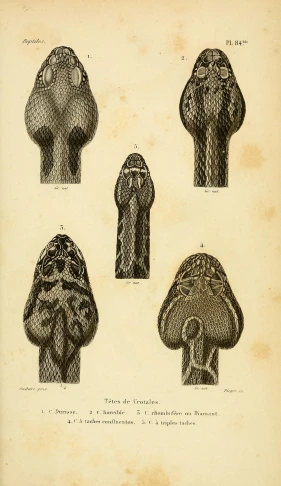 four diagrams of different types of mushrooms