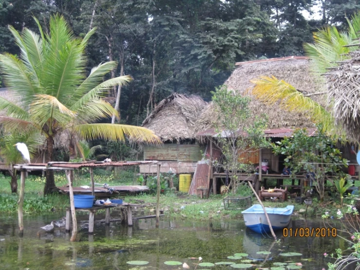 small huts surrounded by lush green vegetation and trees