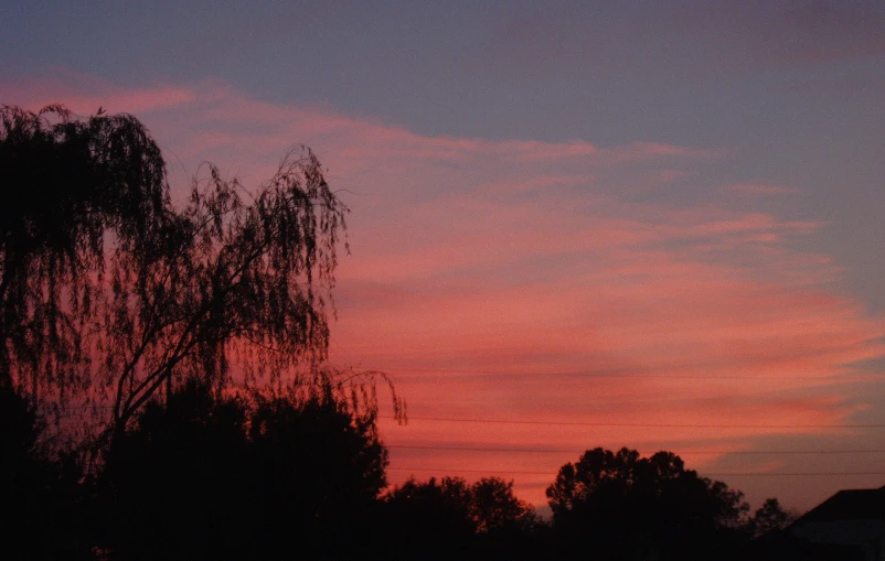 a tree stands alone in the background as the sun goes down