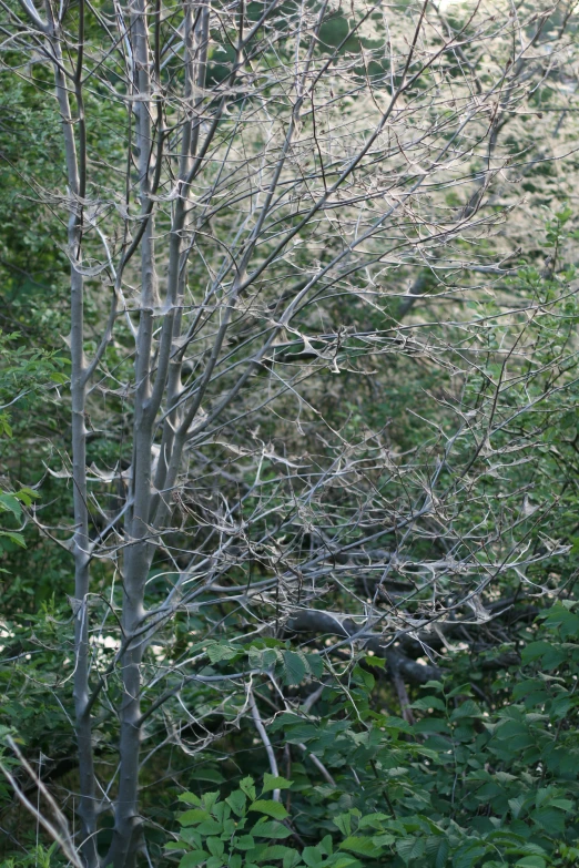 an image of a tree without leaves in the woods