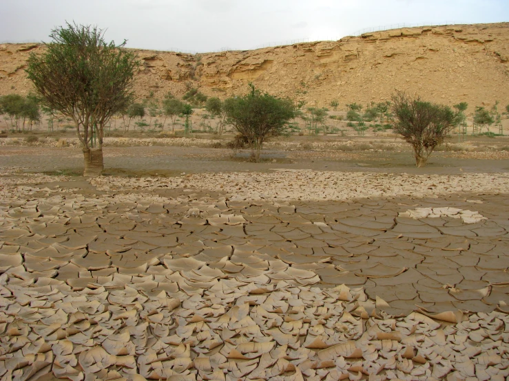 a desert landscape covered with dry trees and rocks