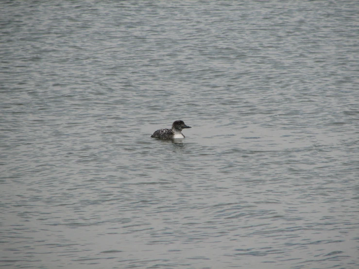 the duck is swimming in the middle of the water