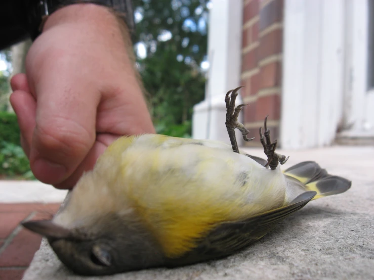 the bird has a yellow  and is eating soing on the ground