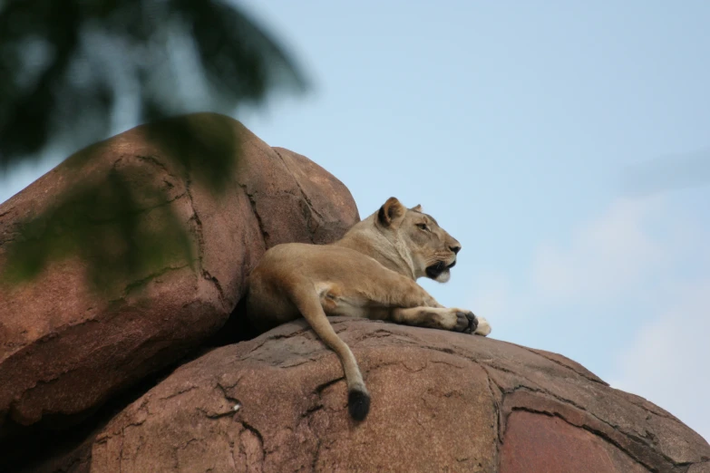 a lion laying on a rock on top of a rock