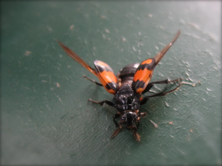 a brown and black fly standing on green surface