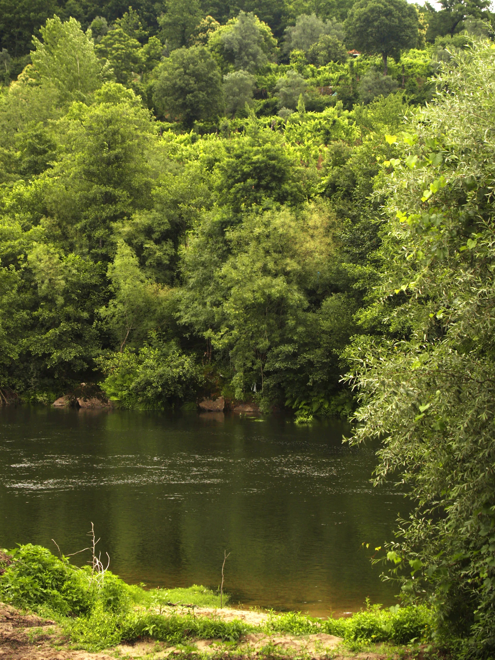 the water in this river is clear of fish