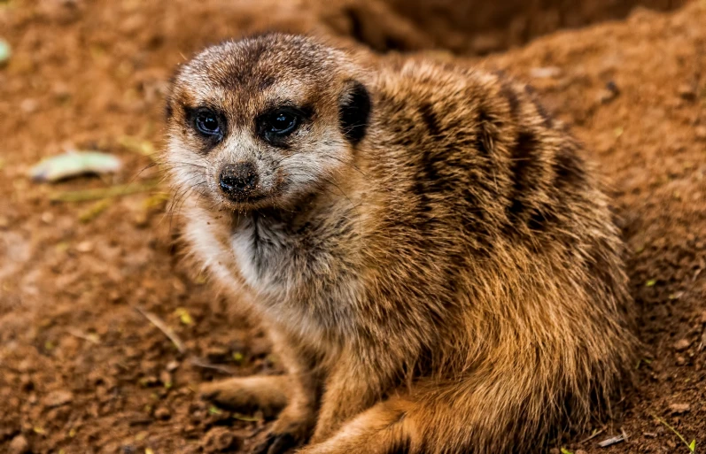 a small brown animal sitting on top of a dirt field