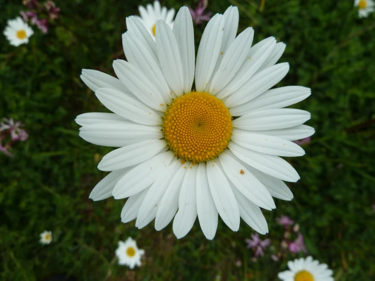 a close up po of a daisy in bloom