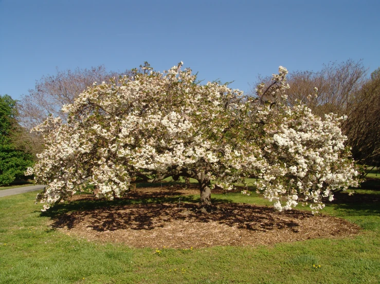 an apple tree blossoming white blossoms in a park