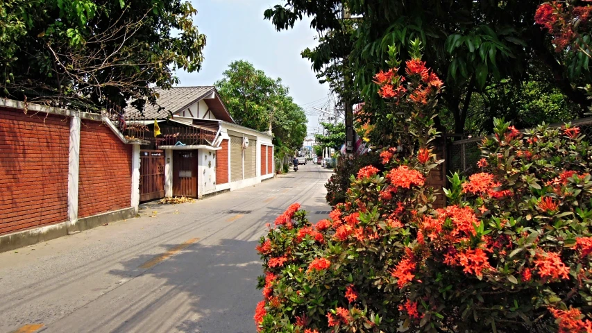 red flowers next to a brick wall along a street