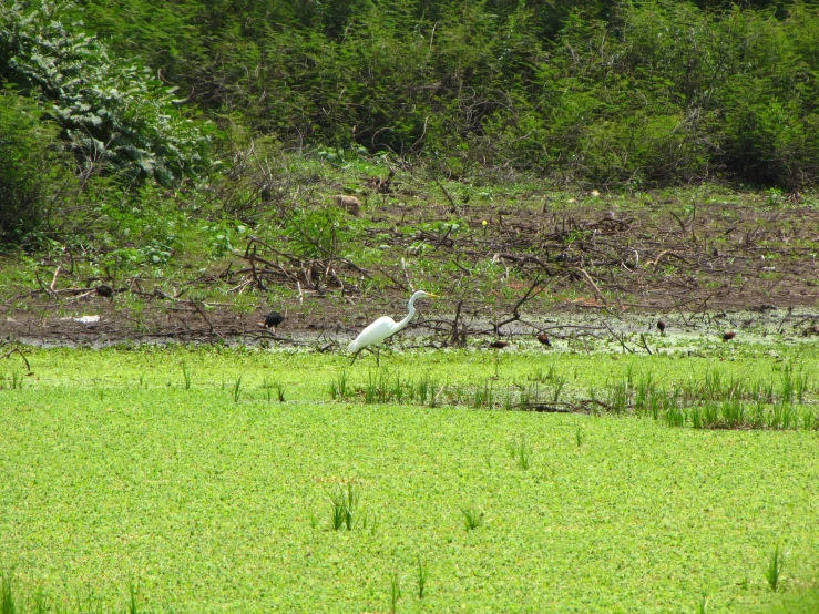 a white bird stands in the middle of an open field