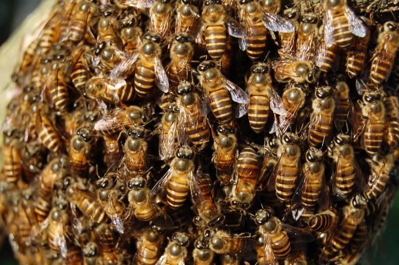 the bees are busy on the back of the flowers