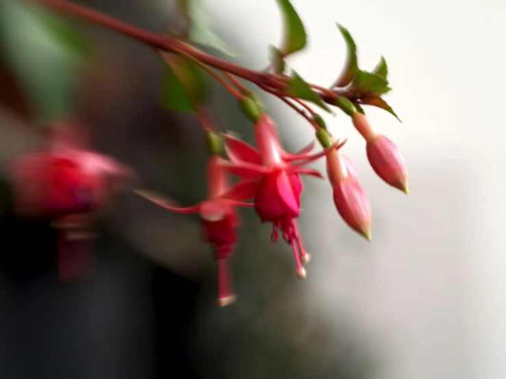 red flowers hanging from a nch, with blurred background