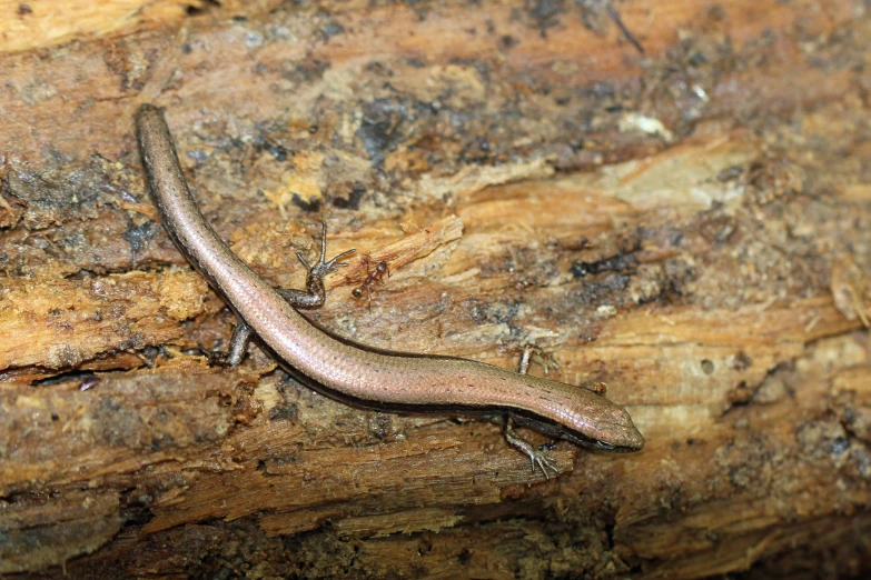 a small lizard laying on a log