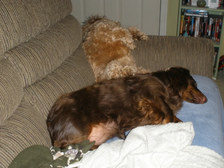 the two dogs are sleeping together on the couch