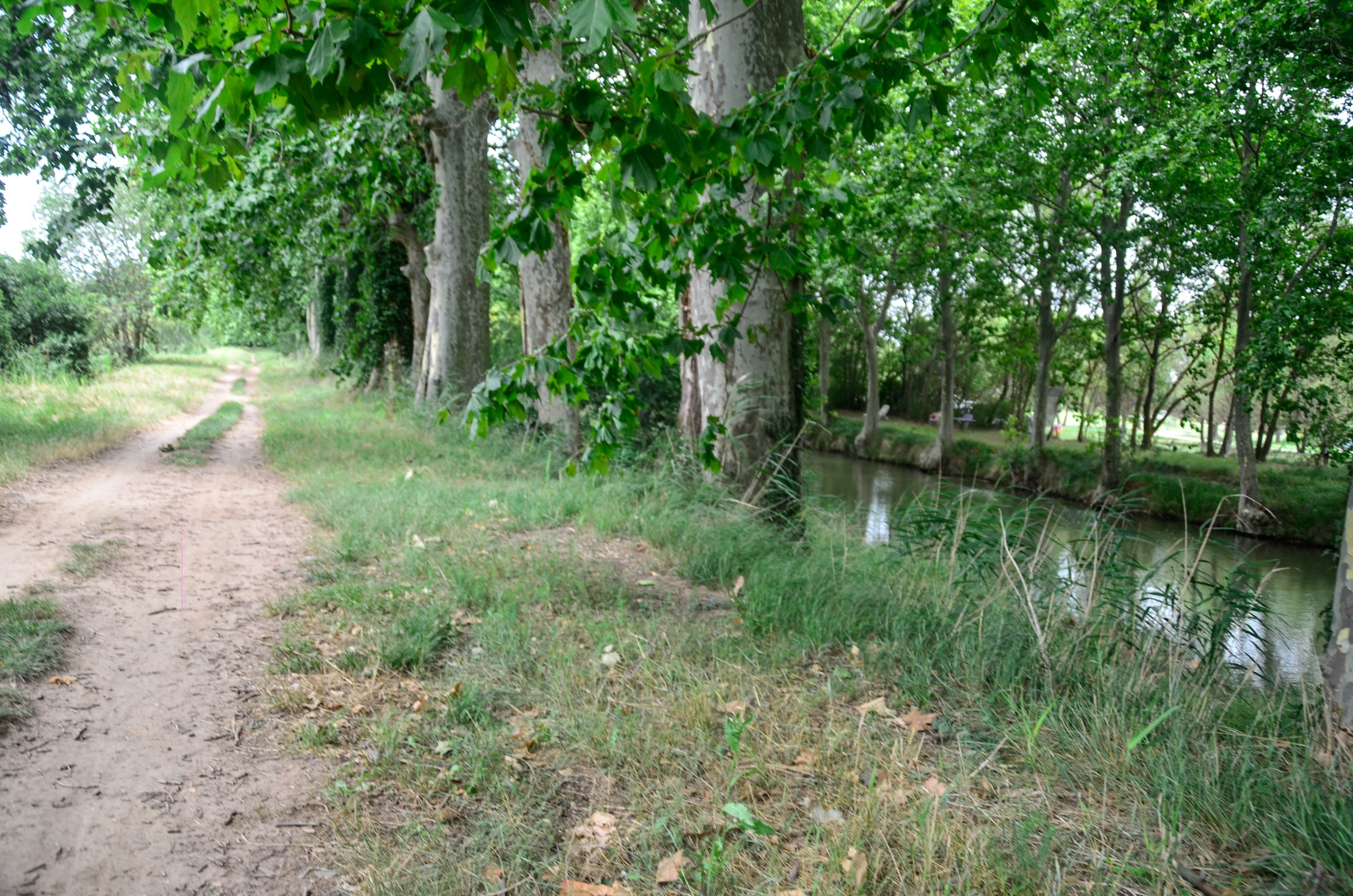 some very pretty green grass and trees by a river