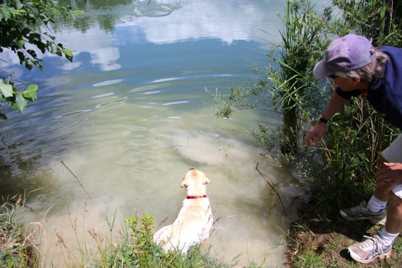 a dog in a pond getting his own swim