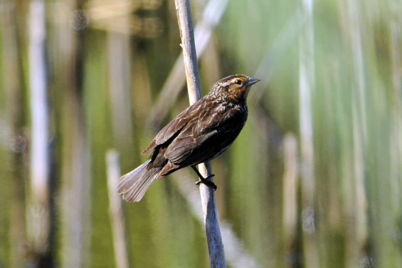 a brown bird perched on top of a wooden nch