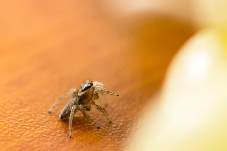 the insect is sitting on a surface with an orange substance behind it