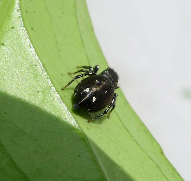 a bug resting on a green surface