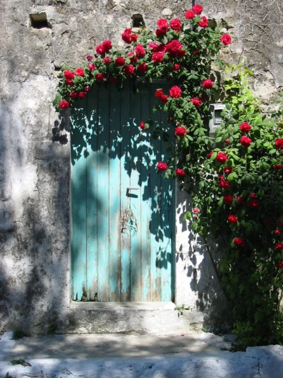 flowers growing out of the front of a door