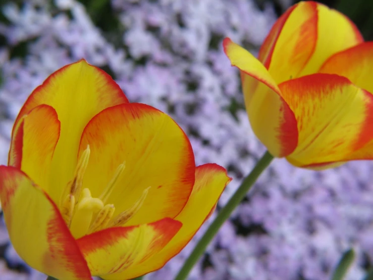 two yellow and red flowers sitting next to each other