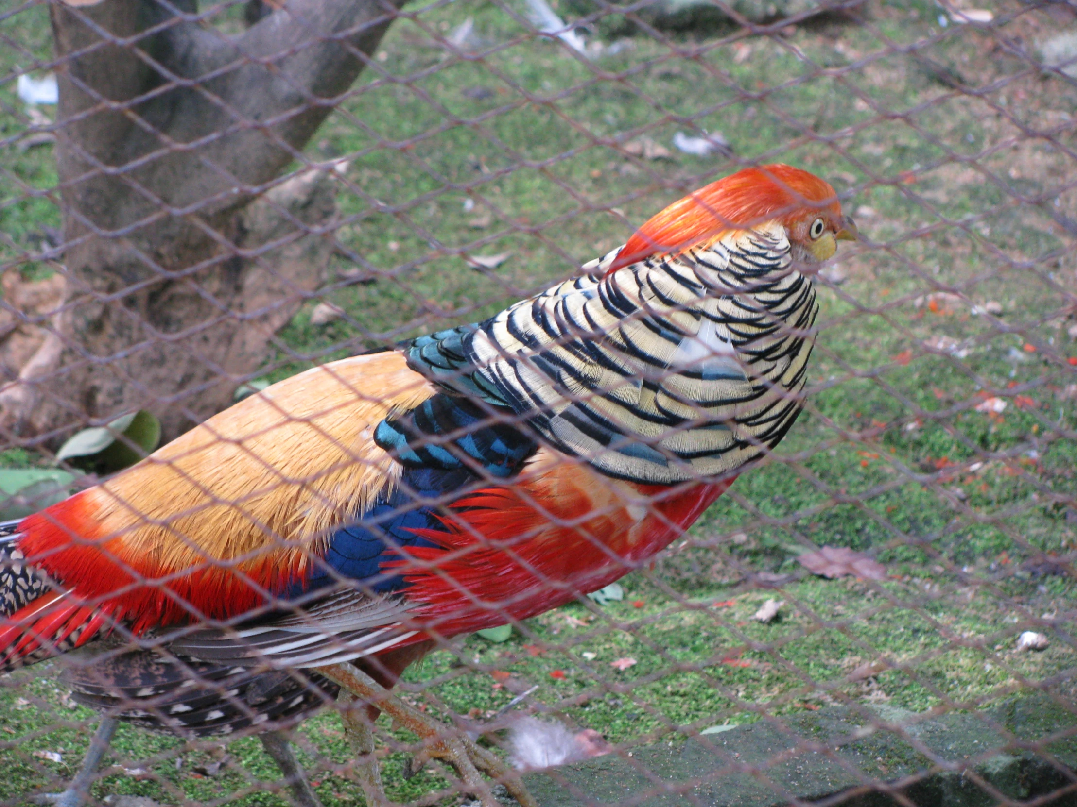 a very colorful bird standing behind a cage