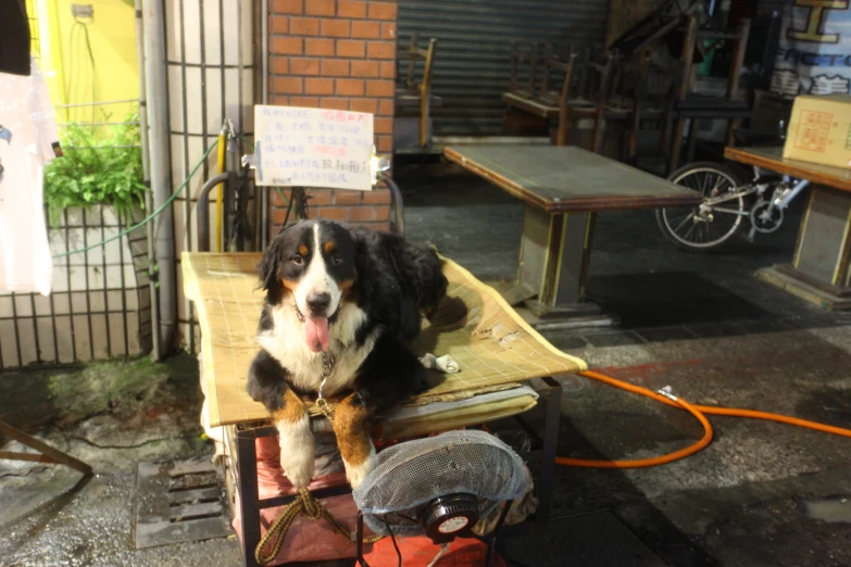 a dog sits in a bench that is being used for furniture