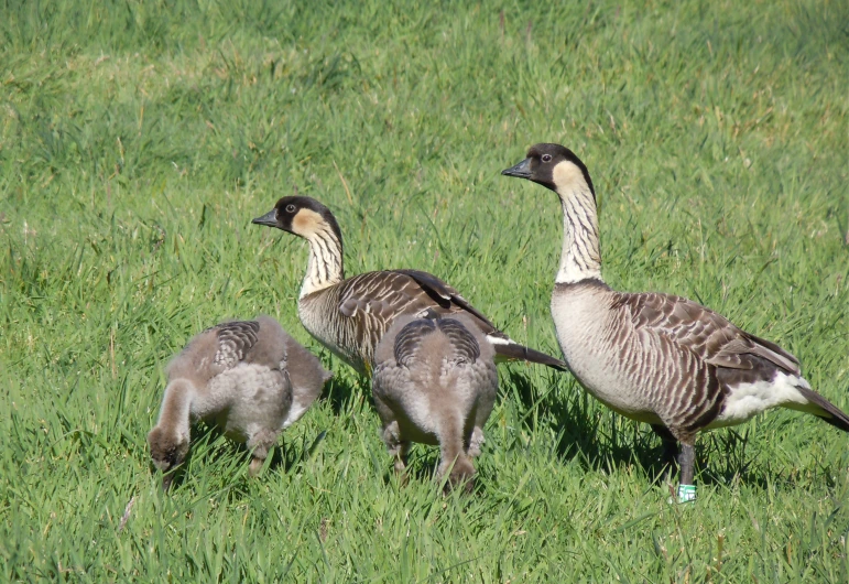 three birds on the grass, one is grey and the other is brown