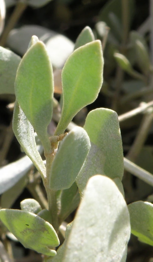 some leaf buds on an evergreen tree are being watered