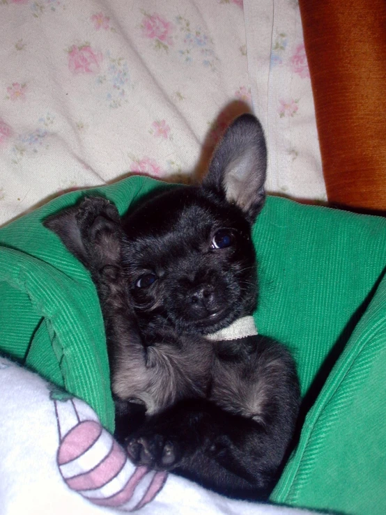 a black puppy sitting on top of a green blanket