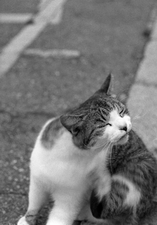 a gray and white cat is looking up