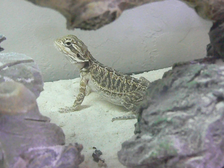 a lizard is laying on a rock in a cage