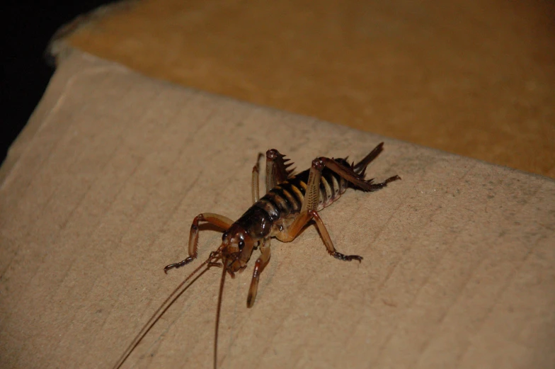 a close up view of a very cute insect