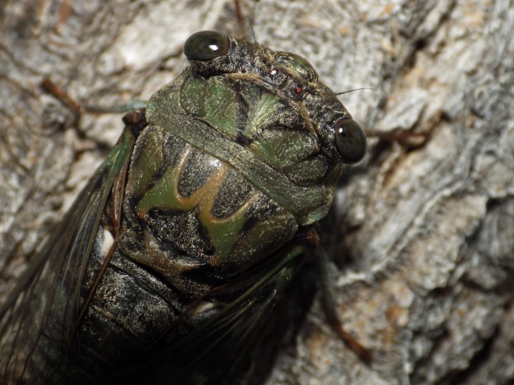 this flies are green and brown, with black stripes