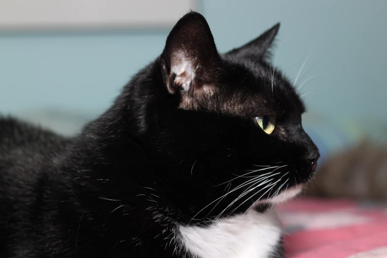 a close - up of a black cat's face