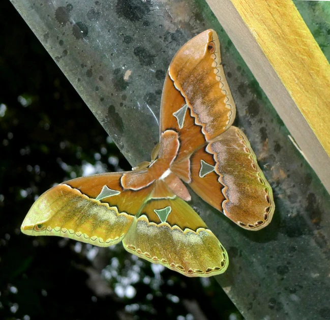 a colorful erfly sitting on top of a tree