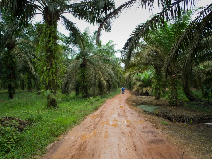 a dirt road surrounded by palm trees with a blue traffic sign on the side