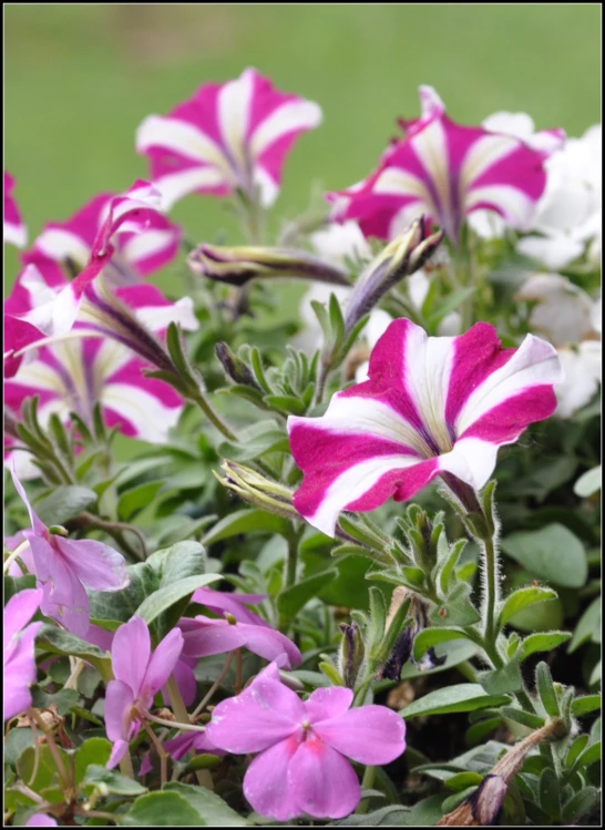 purple and white flowers with green leaves in the foreground