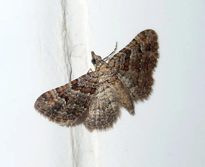 moth with no eyes on the side of the wall