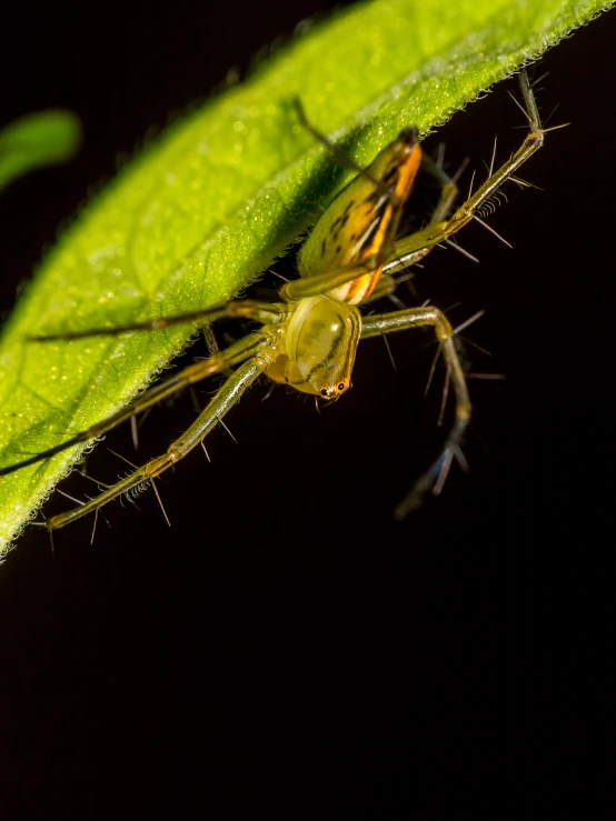 a close - up of a bug on the tip of a leaf