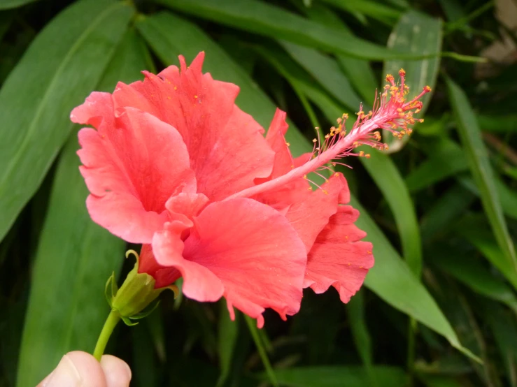 a pink flower is blooming near some green leaves