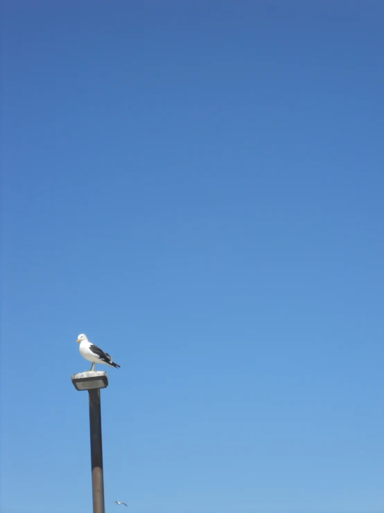 a bird sits on top of a pole