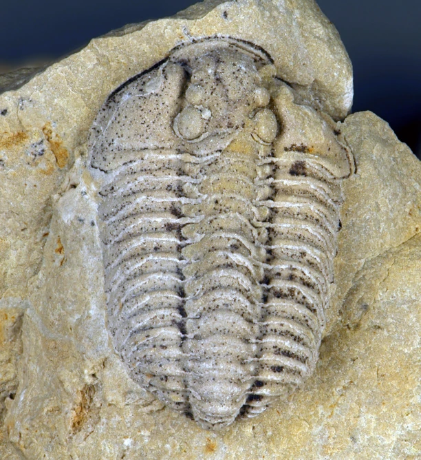 a very large fossil on a big rock