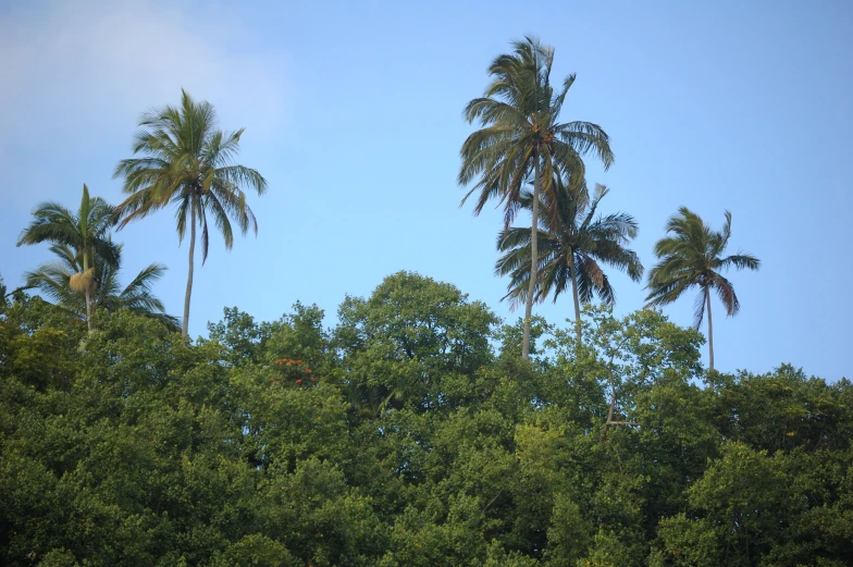 several palm trees that are on top of the other