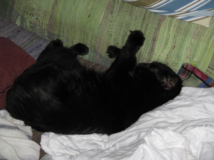 a large dog rolling around on its back on top of a couch