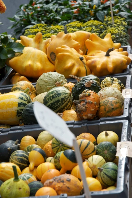 vegetables sit in trays to be sold at an outdoor market