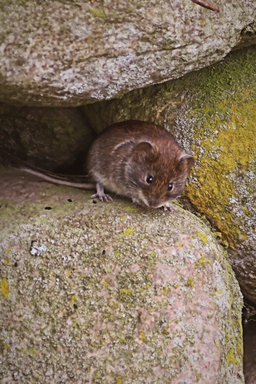 a small rodent sitting on the rocks looking for food