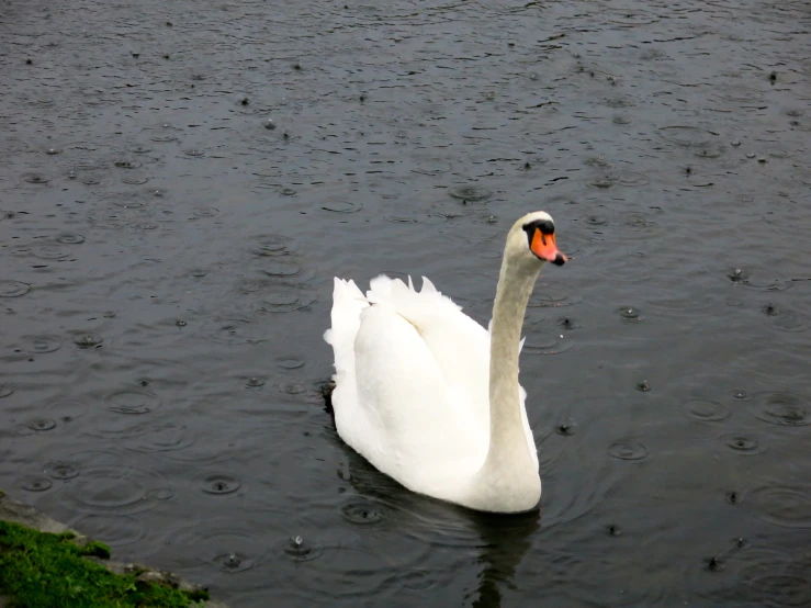 the swan is in the water by itself